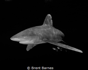 An oceanic white tip shark and pilot fish tagging along i... by Brent Barnes 